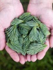 Grandpa Fuapos;s Ful