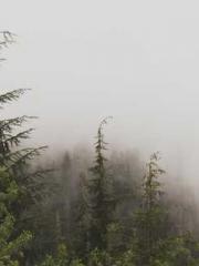 One Night Marriage P