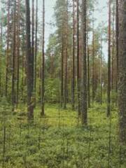 The Wife of My Heart