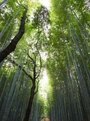 lt;Dragon King Legen