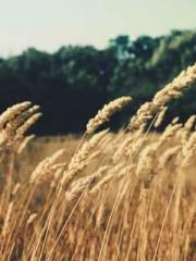 King of Nine Profoun