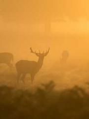 One Night Marriage P