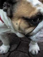 One Night Marriage P