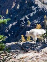 Retired War God Yang